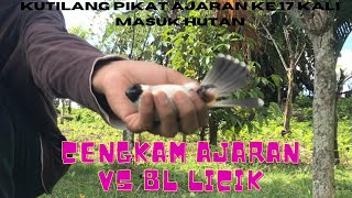 Kutilang ajaran cengkram bertemu BL licik