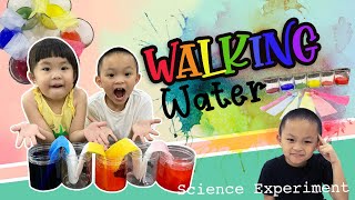 DIY Science For Kids! Color Changing Walking Water Science Experiment For Kid..