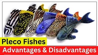 🐟pleco fish 🤯 available #shortvideos #viralvideos #1million #plecofish