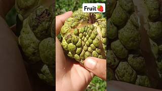 Organic Fruit Farming 🍊🍓🍑 #custardapple #fruitcutting #harvesting #organic #farming @Food-home14G