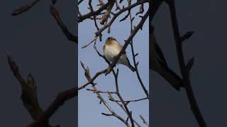 Щегол.(Carduelis).