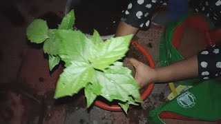 Plant planting with cockpit well mix growing plants very soon in our garden #royreena