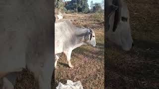 Ishqam | #animals #bull #cuteanimals #shorts