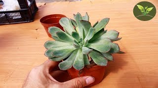 Sukulent Echeveria Polidonis Nasıl Çoğaltılır ? |Sukulentlerde Yavru Alımı Nasıl Yapılır ?