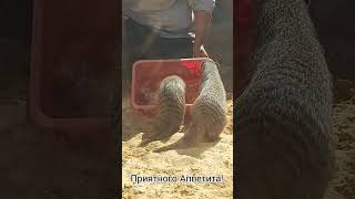 Приятного аппетита! Любители мяса #shortsvideo #мангуст #zoo