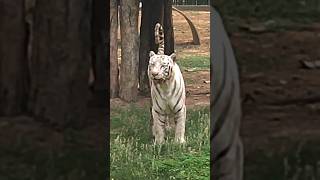 God's Beauty🐯 White Tiger #shorts #viral #trending #tiger