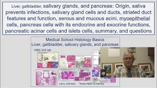 Liver- Origin, saliva prevents infection, salivary glands & ducts, striated duct features & function