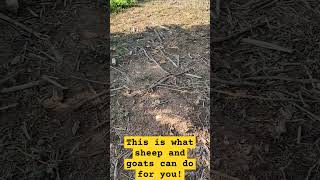 Look at what sheep and goats can do! #naturescadencefarm #landclearinggoats #land clearingsheep