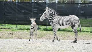 Grevy's zebra foal at Saint Louis Zoo WildCare Park