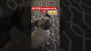 A mi perrita PUG le gusta ver la tv 🙈mi perrita