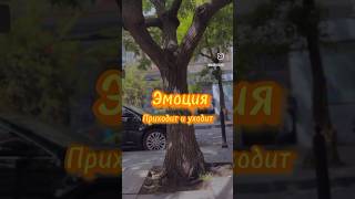 Эмоция временна. Ты - не твои эмоции ❤️ #эмоции #психология #саморазвитие