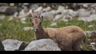 Le minacce per la specie stambecco - Progetto Lemed IBEX (2° episodio)