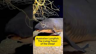 Australian Lungfish: The Living Fossil of the Deep! AquaVerse #australianlungfish #shorts