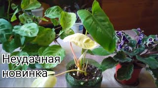 Indoor flowers🍀Комнатные цветы - неудачная новинка