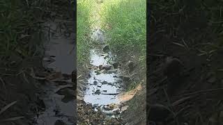 birds drinking water