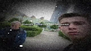 какая собачка миленькая