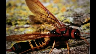 Pigeon Tremex - Horntail Wasp