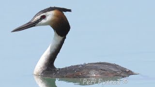 Svasso maggiore, tuffi, voli e amori - Great crested grebe, dives, flights and loves