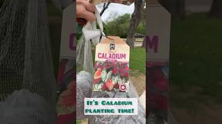 It’s time to plant Caladiums! Spring is here & we’re ready for annuals! #tdreg #realestate #realtor