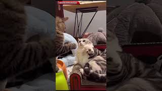 funny cat fighting 🤣🤣 #comedyshorts #funnyvideo #funny #funnycat