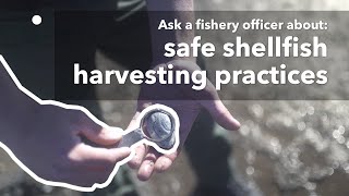 Ask a fishery officer about safe shellfish harvesting practices