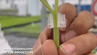 TIDAPARS Grafting Robot for seedling Transplants