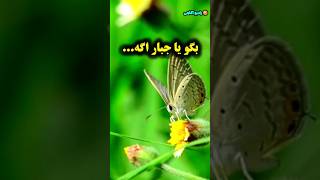 یا جبار/ جبار به معنی جبران کننده/رادیو آگاهی  #shorts