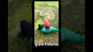 ବହୁତ ବଡ ମାଛ 😱