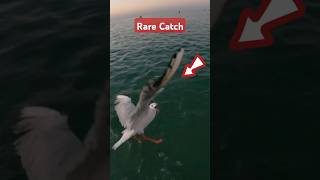 Rare Catch in Fishing #short #shortvideo #shortsfeed #fishing