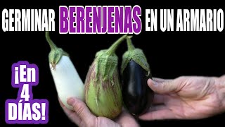 GERMINAR BERENJENAS EN 4 DÍAS.  !Sin complicaciones!