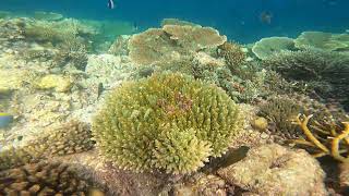 corals maafushi