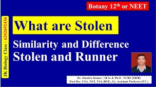 What are Stolen | Difference & Similarity Stolen and Runner | Botany NEET | Dr. jitendra kumar