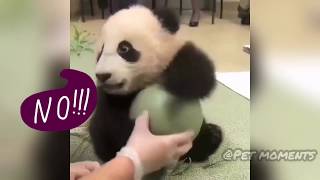 Cute Panda Compilation (2019) #1 | Funny Panda Time