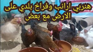 شوفوا حصل ايه لما حطيت الفراخ البلدي مع الارانب البلدي مع بعض علي الارض