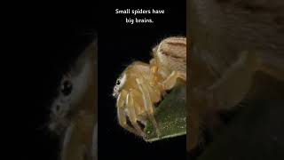 Fun Fact: Small Spiders Have Big....  #shorts #spider