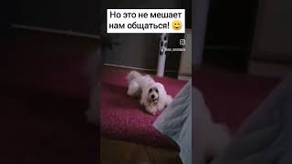 Глухая собака не беда! #глухаясобака #китайскаяхохлатая