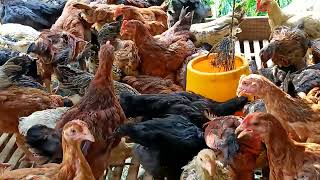 bisnis yang ternak ayam kampung menjanjikan