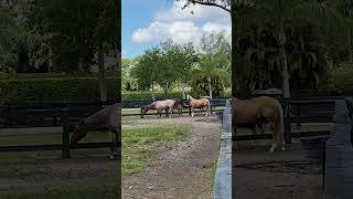 FUNNY | Your horse clearly gives you the sign he DOESN'T want to go for a ride 😁 #shorts #horse