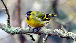 "ЧижиK " (Zeisig).#Чиж #Zeisig #Gärten #Carduelis #Erlenzeisig #Natural #World #чижик #Природы #птиц