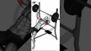 how to Barbell Pause Incline Bench Press | upper Chest