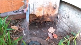 Replacing a rotted cedar fence gate post.