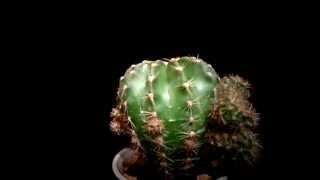 Botanic - Echinopsis oxygona