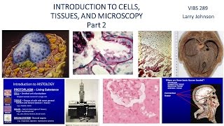 Medical School Histology Basics - Introduction to Microscopy 2: Cells, Tissues, and Organelles