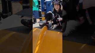 Sheltie at the Playground - Short