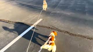 Spring Dog Walk (Wire Fox Terrier and Mini Longhair Dachshund)