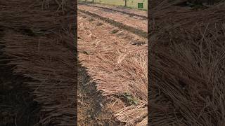 Benefits of organic mulching... #shorts #mulching #farming