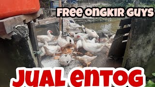 jual entog indukan, daging dan anakan