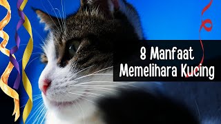 8 Manfaat Memelihara Kucing Untuk Kesehatan Secara Ilmiah