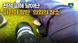 천적 피해 달아난 퍼핀이 향한 '의외의 장소(?)'