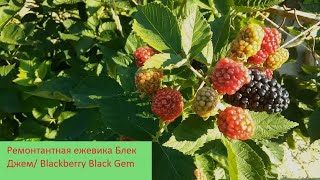 Ремонтантная ежевика Блек Джем/ Blackberry Black Gem